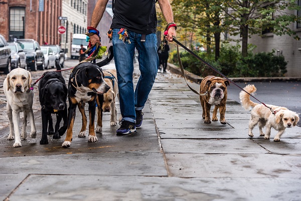dog walker in the city